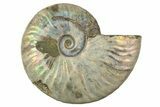 Silver Iridescent Ammonite (Cleoniceras) Fossil - Madagascar #323465-1